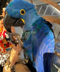 Hyacinth Macaw for sale