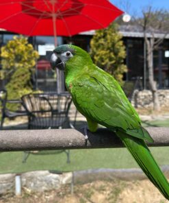 Hahns Macaw for sale