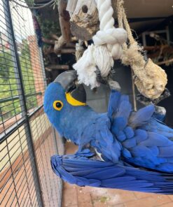 Hyacinth Macaw for sale