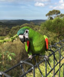 Hahns Macaw for sale