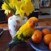 Sun Conure for sale