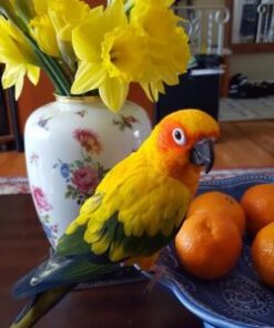 Sun Conure for sale