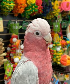 Rose Breasted Cockatoo