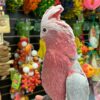 Rose Breasted Cockatoo