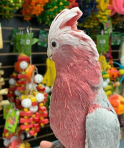 Rose Breasted Cockatoo