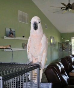 moluccan cockatoo for sale