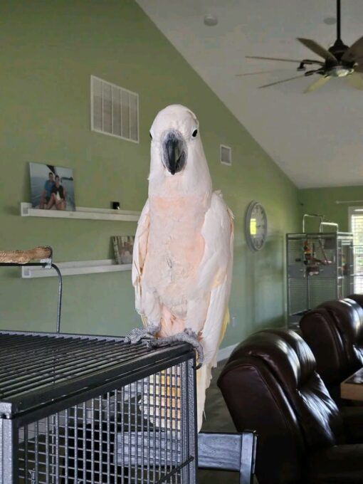 moluccan cockatoo for sale