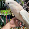 Moluccan Cockatoo for sale