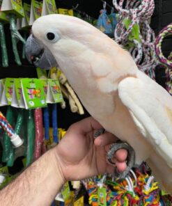 Moluccan Cockatoo for sale