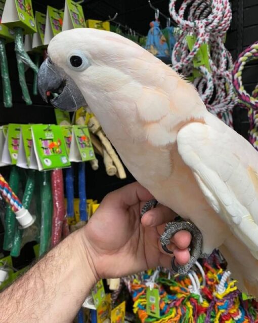 Moluccan Cockatoo for sale