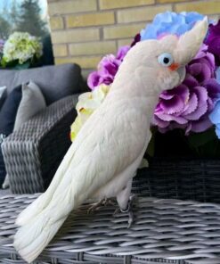 Goffin Cockatoo for sale