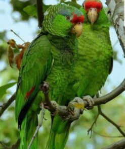 Amazon Parrots