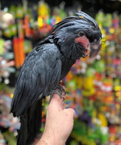 Black Palm Cockatoo