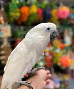 Umbrella Cockatoo