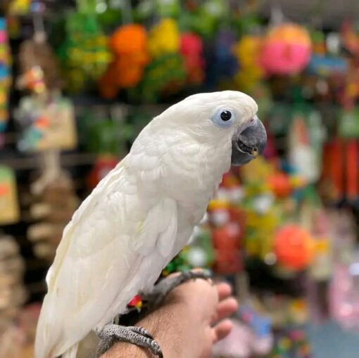 Umbrella Cockatoo