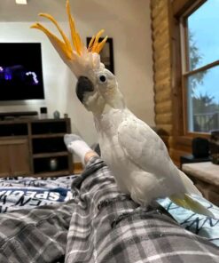 Citron Cockatoo for sale