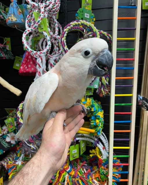 Moluccan Cockatoo for sale