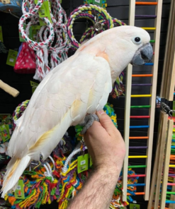 Moluccan Cockatoo for sale