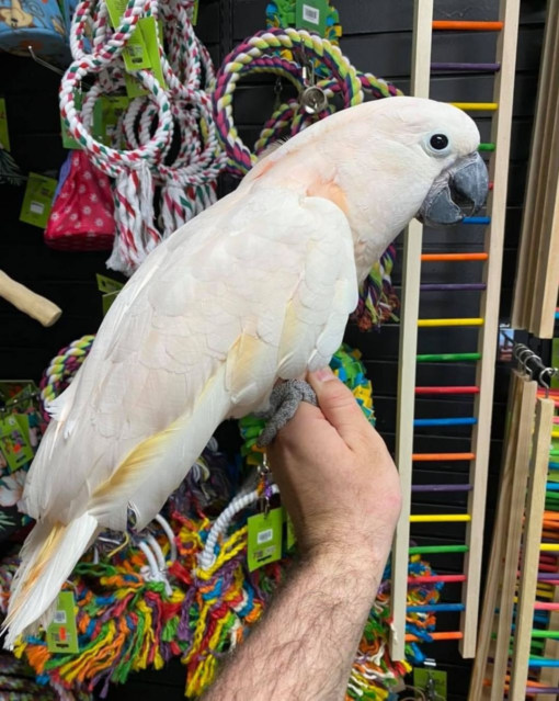 Moluccan Cockatoo for sale