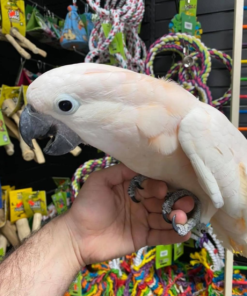 Moluccan Cockatoo for sale