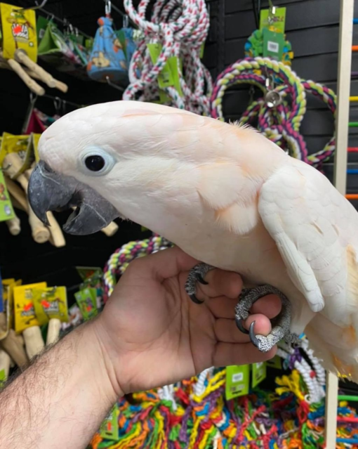 Moluccan Cockatoo for sale