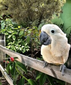 Umbrella Cockatoo