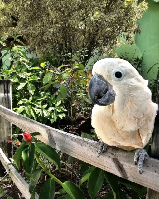 Umbrella Cockatoo