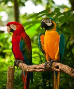 Macaw Parrots