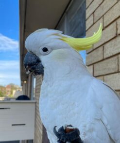 Sulphur Crested Cockatoo for sale