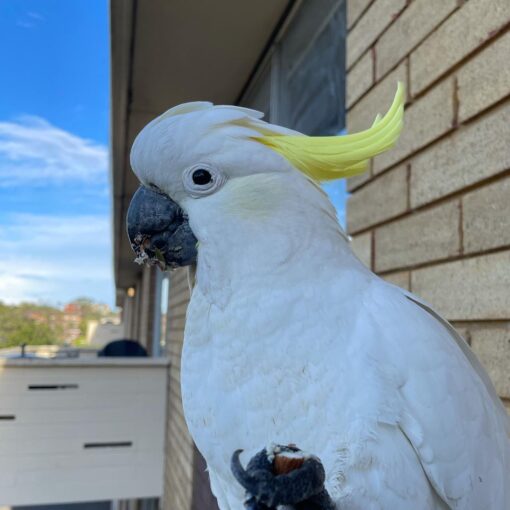 Sulphur Crested Cockatoo for sale