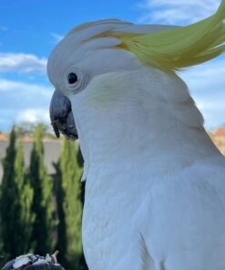 Sulfur Crested Cockatoo for sale