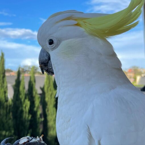 Sulfur Crested Cockatoo for sale