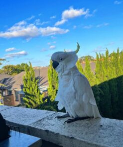 Sulphur Crested Cockatoo for sale