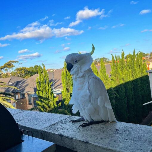 Sulphur Crested Cockatoo for sale