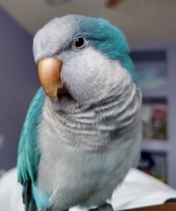 Blue Quaker Parakeet