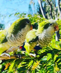 Parakeet Parrots